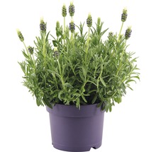 Lavendel in pot