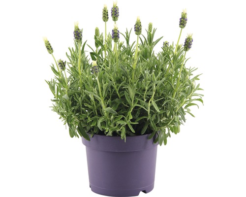 FLORASELF Franse lavendel Lavandula stoechas 'Anouk' potmaat Ø 20.0 cm H 20-40 cm Lavendel in pot