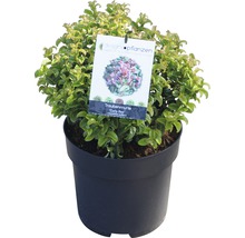 FLORASELF Druifheide Leucothoe axillaris 'Curly Red' potmaat Ø 23,0 cm H 30-40 cm
