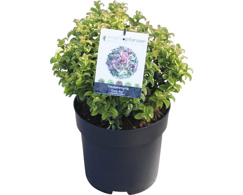 Druifmyrt ''Curly Red'' in zwarte pot