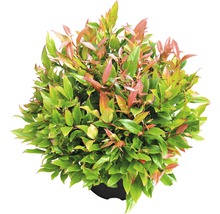 FLORASELF Druifheide Leucothoe axillaris 'Red Lips' potmaat Ø 23 cm H 30-40 cm