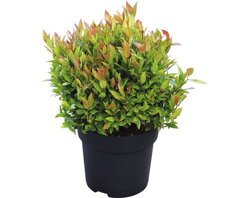 FLORASELF Druifheide Leucothoe fontanesiana 'Little Flames'® potmaat Ø 23 cm H 30-40 cm