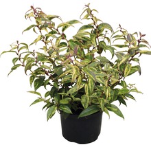 Abelia grandiflora in een pot