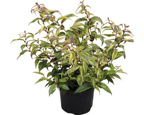 Abelia grandiflora in een pot