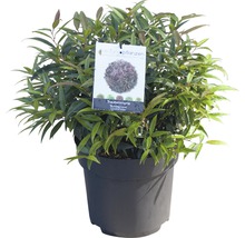 Druifmyrt in pot met plantenlabel