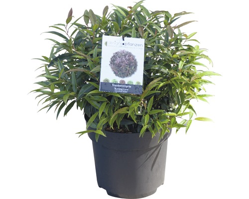 Druifmyrt in pot met plantenlabel