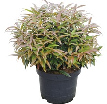 Japanse lavendelheide in pot