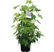 Amberboom in pot met groene bladeren