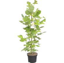 Tulpenboom in pot