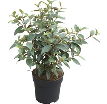 Sierstruik in pot