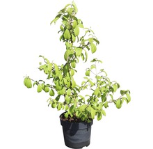 Kornoeljebos in pot
