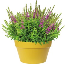 Kattestaart in een plantenbak