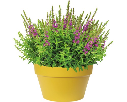 Kattestaart in een plantenbak