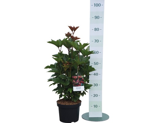 Sneeuwbal in pot met meetschaal