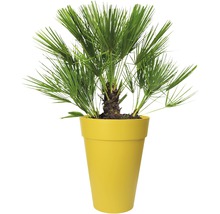Hennep palm in plantenbak
