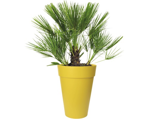 Hennep palm in plantenbak