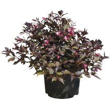 Bloeiende Weigelia-struik in pot