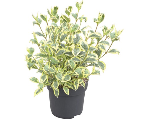 Kornoelje in pot met wit omrande bladeren