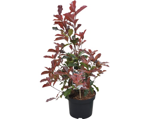 Glanzende mispel in pot