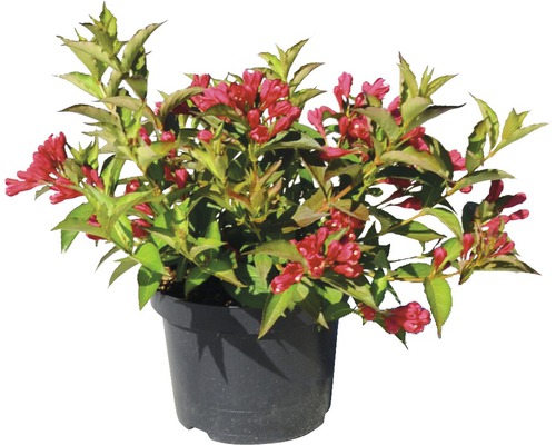 Weigelia in pot met rode bloemen en groene bladeren