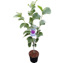 Tulp Black Tulip in pot