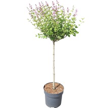 Kogelvormige dwergsering in pot