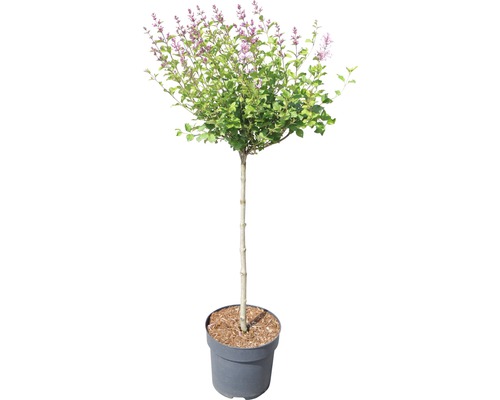 Kogelvormige dwergsering in pot