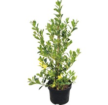 Spoelstruik met bladeren, geteeld in pot