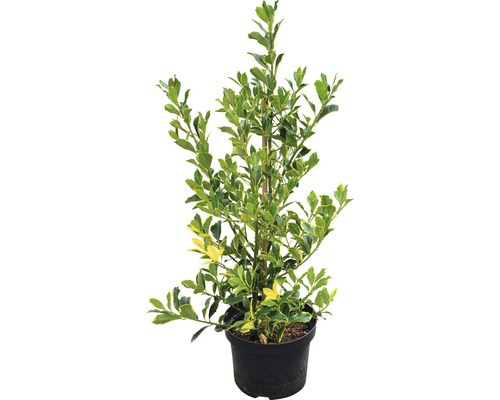 Spoelstruik met bladeren, geteeld in pot