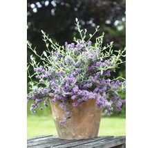 Vlinderstruik in terracotta pot op een houten tafel in de tuin
