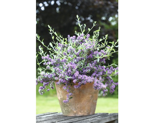 Vlinderstruik in terracotta pot op een houten tafel in de tuin