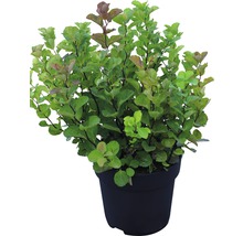 Blaasspirea in een plantenpot