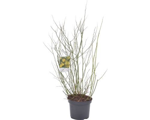 Forsythia in een pot zonder bladeren