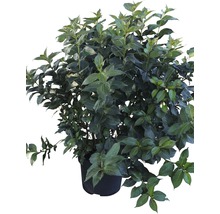Bloeiende kornoelje in pot