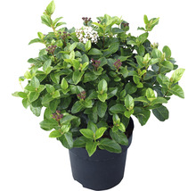 Sneeuwbal in pot met bladeren en bloemen