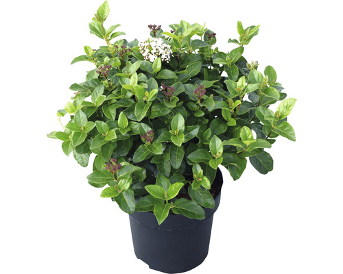 Sneeuwbal in pot met bladeren en bloemen