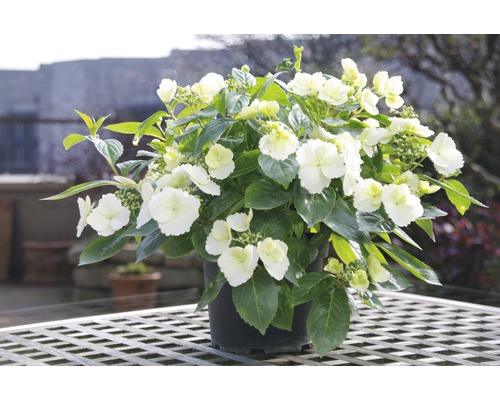Hortensia in pot met witte bloemen en groene bladeren