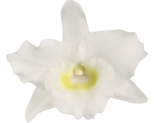 Close-up van een enkele witte orchidee bloem