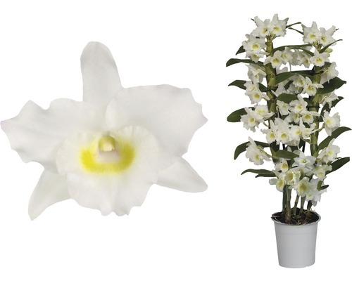 Dendrobium Nobile kamerplant in witte pot met losse witte bloemen