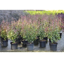 Rij Japanse lavendelheide planten in pot