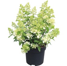 FLORASELF Pluimhortensia Hydrangea paniculata 'Magical Matterhorn' potmaat Ø 23.0 cm H 50-60 cm