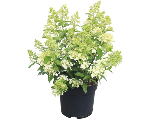 Pluimhortensia in pot