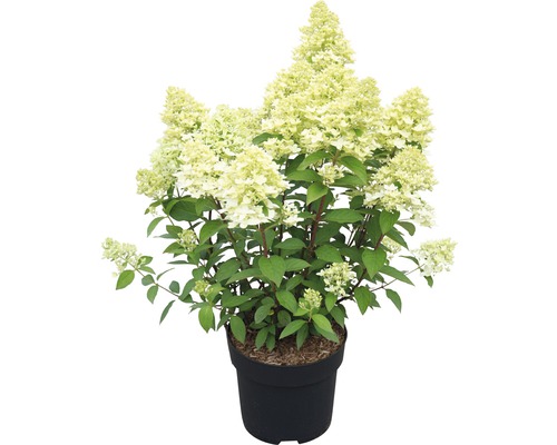 Pluimhortensia in een pot