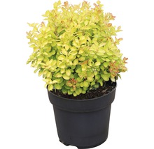 Berberis in pot