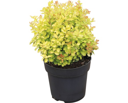Berberis in pot