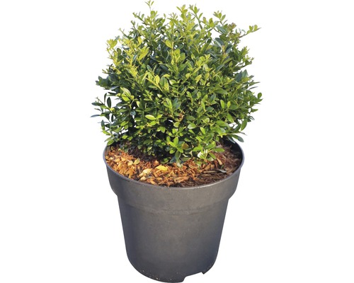 Immergroene buxus in pot