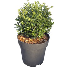 Buxus gekweekt in pot