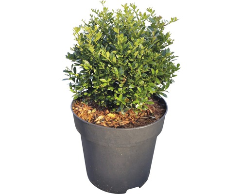 Buxus gekweekt in pot