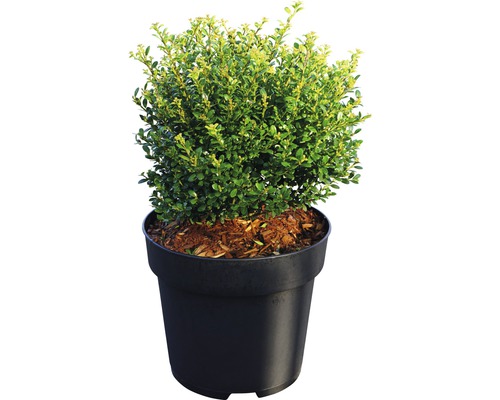Buxus in pot