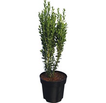 Buxus sempervirens in pot voor de tuin